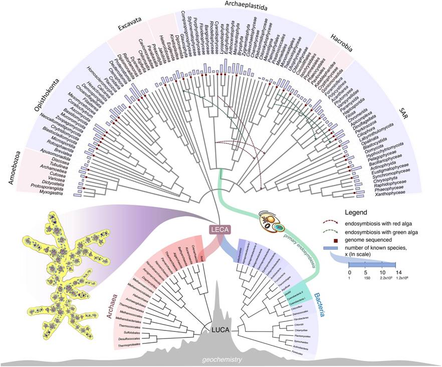 LECA (Last Eukaryotic Common Ancestor) –  višejezgreni organizam